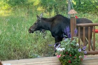 3137 Arrowhead - Teton Village - 8