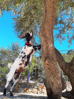 Agriturismo Monte Acuto - natura, mare & relax in piscina - 6