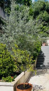 Propriété Malva appartement bergamotta - Alata - 8