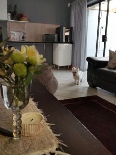 Somerset west Mountain road cottage - Kapstadt - 7