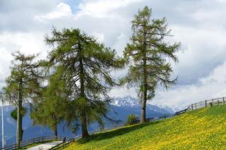 Mandlerhof - Verano - 1