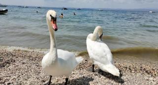 MAJA HOME - Lazise - 1