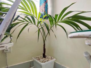 Palm Paradise Loft - 5