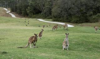 Anglesea River Apartment 23 - Anglesea - 5