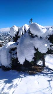 Deodar Homestay Dakbangla-kufri - Shimla - 4