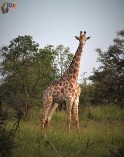 Braai Safaris Lodge - Hoedspruit - 3