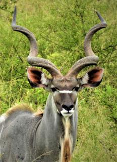 Braai Safaris Lodge - Hoedspruit - 1