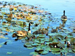 Lakeland Lodge with private Hot Tub and fishing - 1