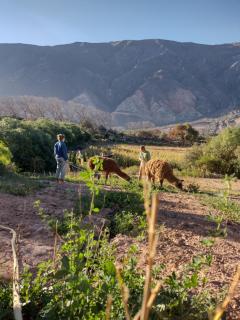 Dormir con llamas - Maimará - 0