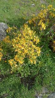 Guesthouse MAMUKA zhabesh - 1