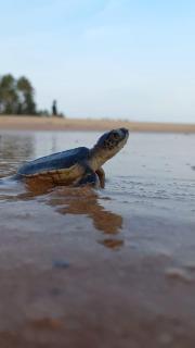 Turtle Watch Cabana - Tangalle - 0