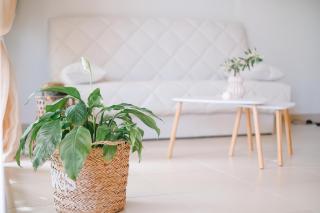 Oasis Garden House - 6