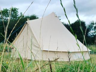 Bluebell Wilds - Whitchurch - 0