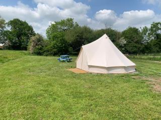 Bluebell Wilds - Whitchurch - 4