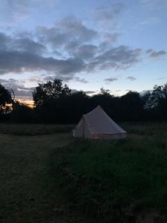 Bluebell Wilds - Whitchurch - 1