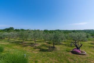 Villa Casa Claudia - Novigrad Istria - 8