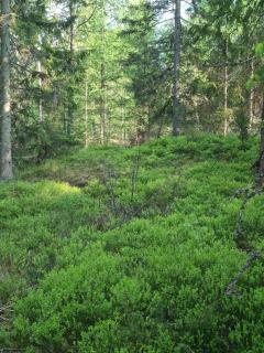 Tosthult holiday 3 - 3