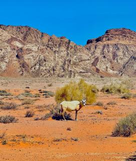 Raja camp - Wadi Rum - 0