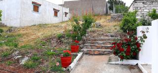 Orange garden - 5