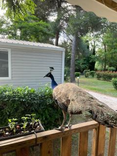 Mobil home charmant - 1