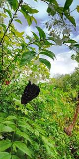 Najjamee Bungalows - 2