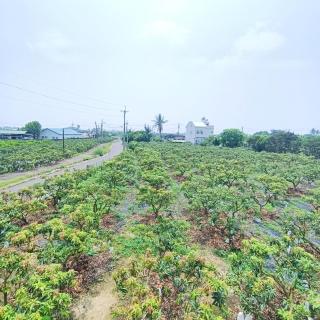 枋寮鳥窩窩 - 2