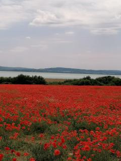Aszófői Panoráma Apartmanház - 5
