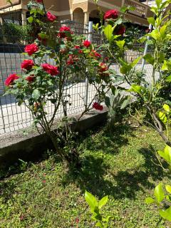 Holiday Home Vesna - Budva - 5