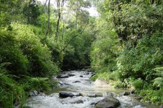 Rockwood Karkloof Forest Lodge & Mountain Cabin - Karkloof Nature Reserve - 5