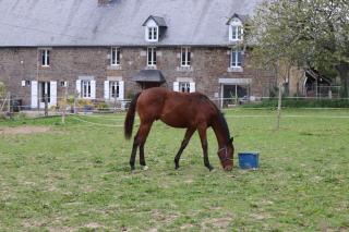 Découverte d'un Haras proche du Mont St Michel - Hambye - 7