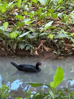 Cabañas Del Lago . Bungalows - San Ramón - 0