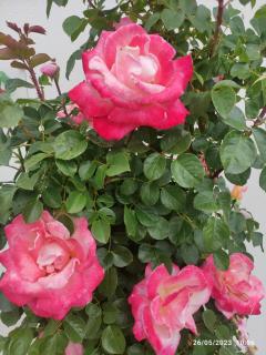 Turismo Rural Macieira Brava - 2