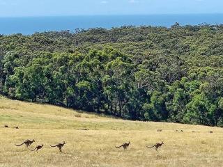 Mornington Peninsula Tiny House - Tiny Stays - Red Hill - 1