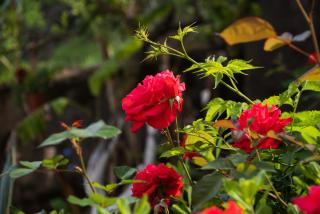 Virginia - Home in Helmata Argostoli - 7