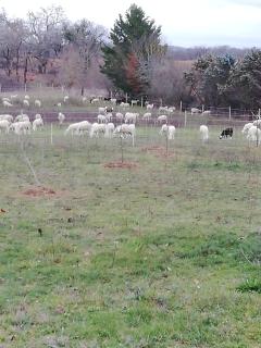 Domaine Lacassagne - 5