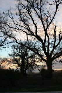 Domaine Lacassagne - 4