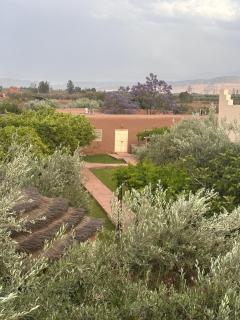 Upupa de l’Atlas - Marrakech - 9