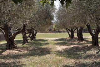 Mas Solés - Parlavà - 2