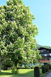 Landhaus Sonnenblick - Reit im Winkl - 5