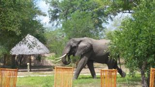 Africa Safari Selous Camping - Kwangwazi - 0