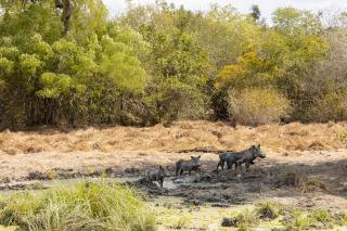 Africa Safari Selous Camping - Kwangwazi - 6