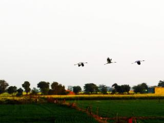 Royal Farm Bharatpur - Bharatpur - 7