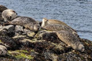 Harlosh Log Cabins - 1