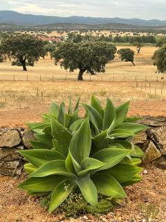 Herdade da Carapuça- Casa de Campo - Portalegre - 5