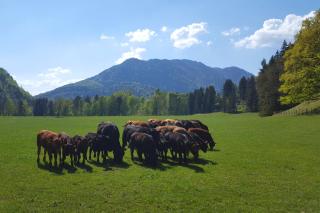 Bleierhof - Kiefersfelden - 7