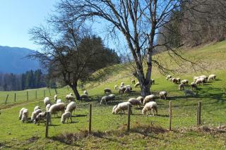 Bleierhof - Kiefersfelden - 5