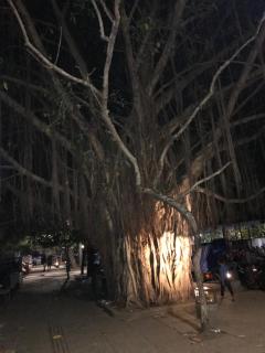 Gods own home stay - Cochin - 1