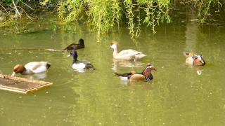 Owls Nest - Peace and Tranquility near Woodbridge & Framlingham in rural Suffolk - 2