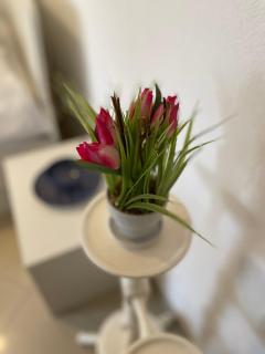 Studio Apartment Klaric - Vis - 5