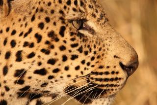 Leopard Mountain Safari Lodge - 2
